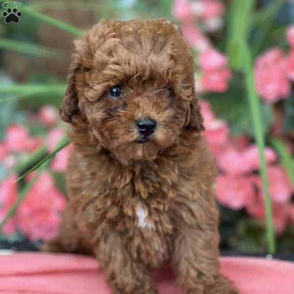 Tiny, Mini Golden Mountain Doodle Puppy